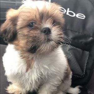 Meet your Posher, Glenn